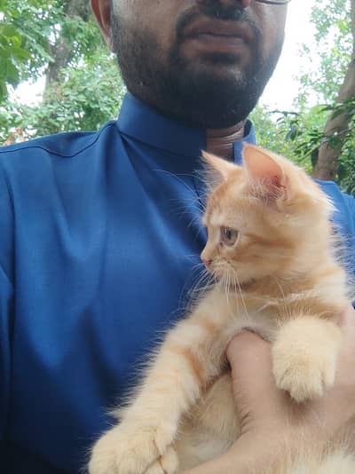 Persian cats pair for sale