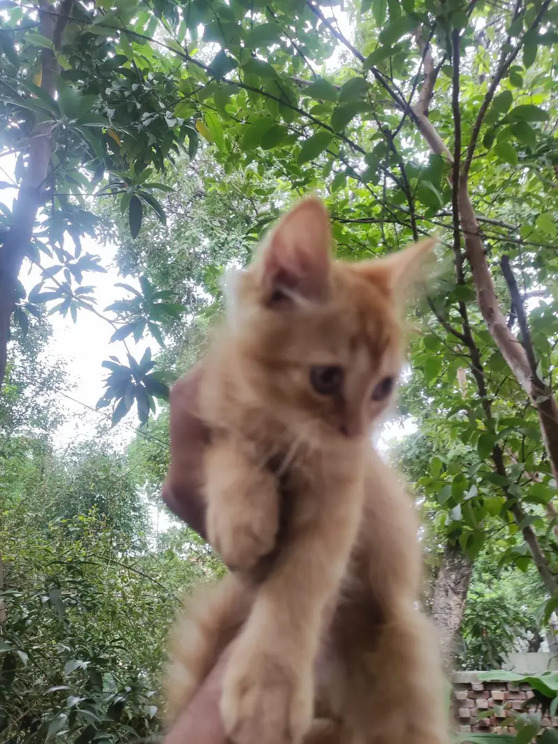 Persian cats pair for sale — photo 2