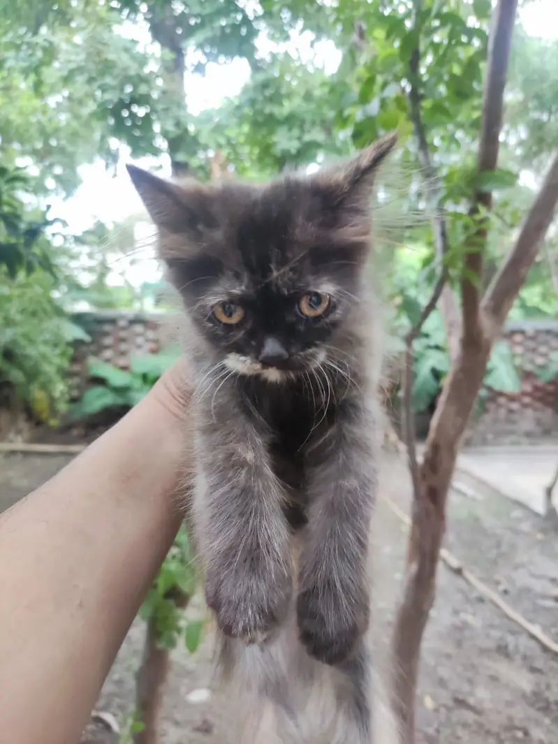 Persian cats pair for sale — photo 4