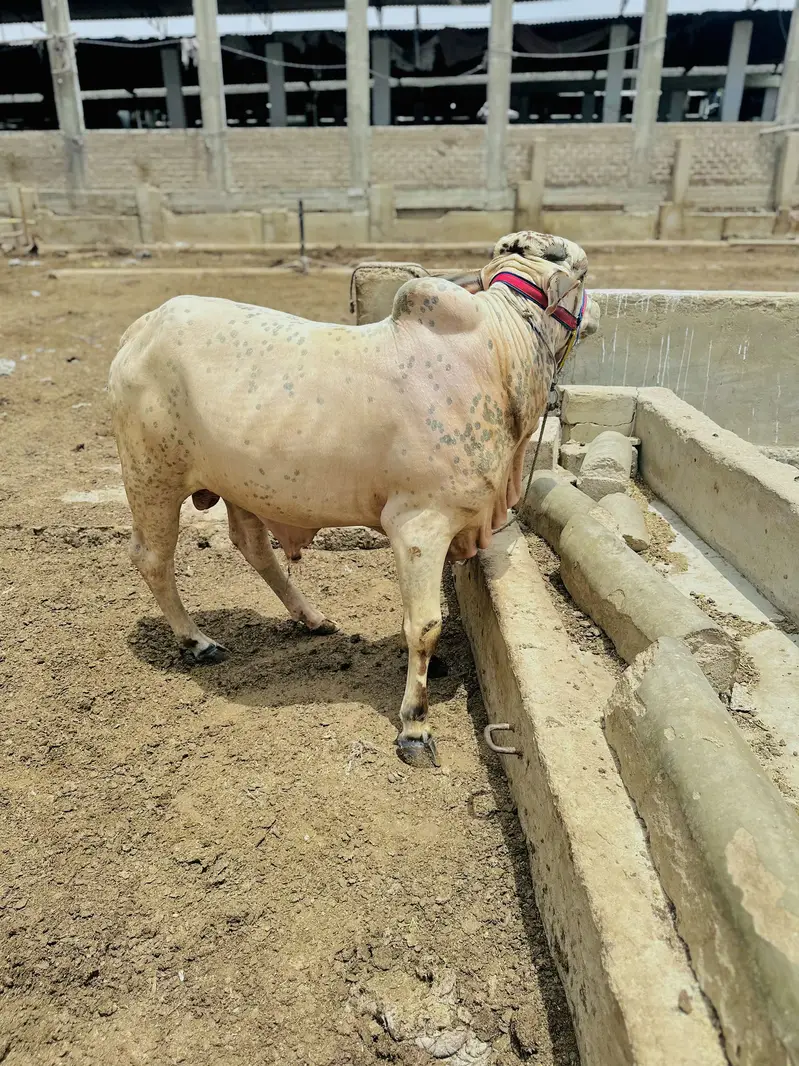 Bachraaa 3 hay — photo 2