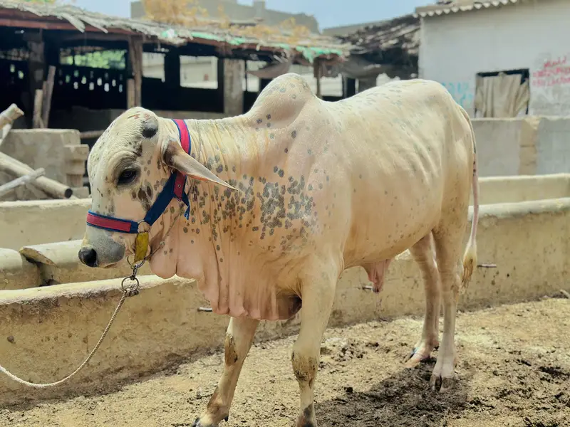 Bachraaa 3 hay — photo 4