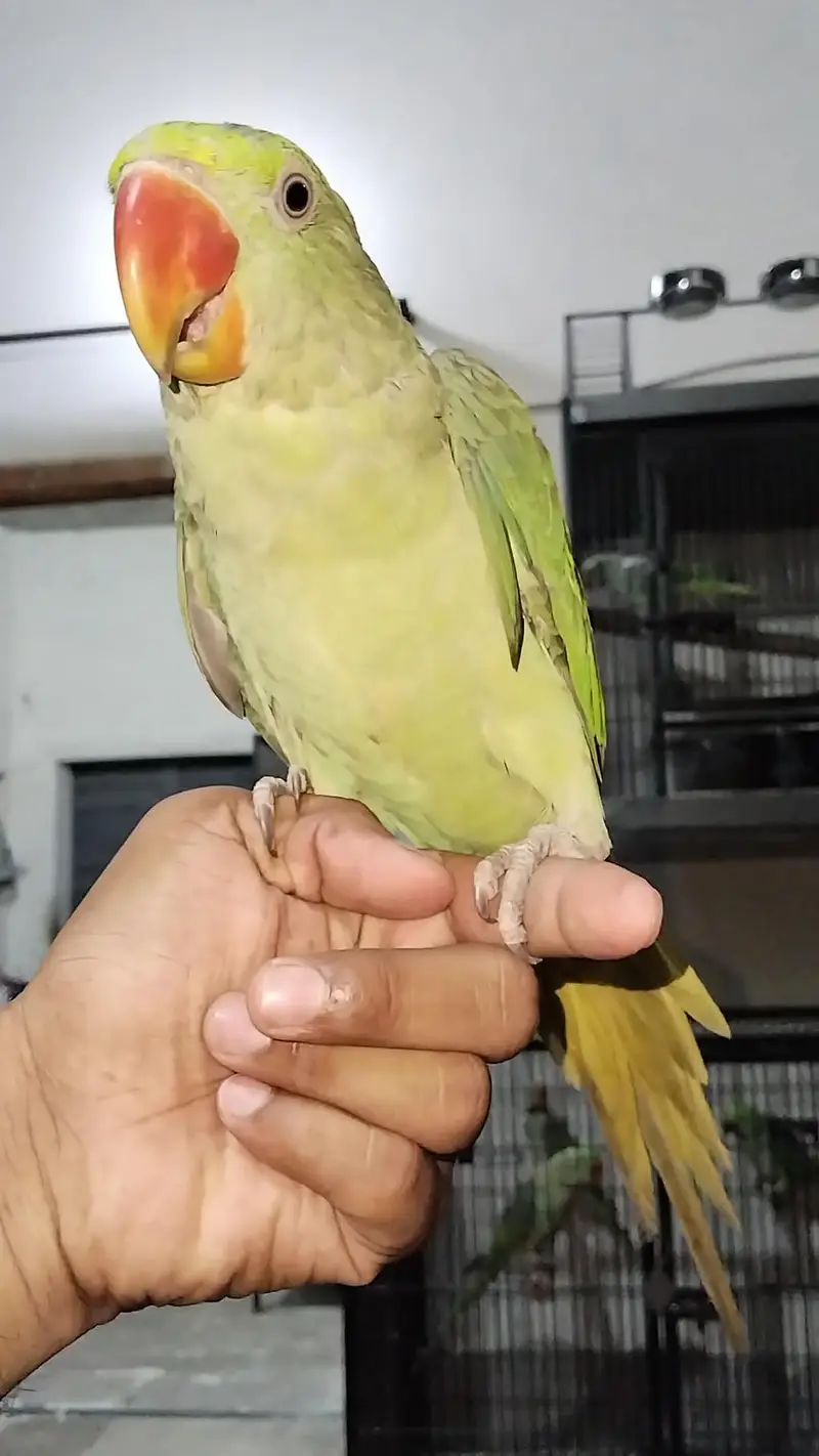 Raw hand tamed baby — photo 2