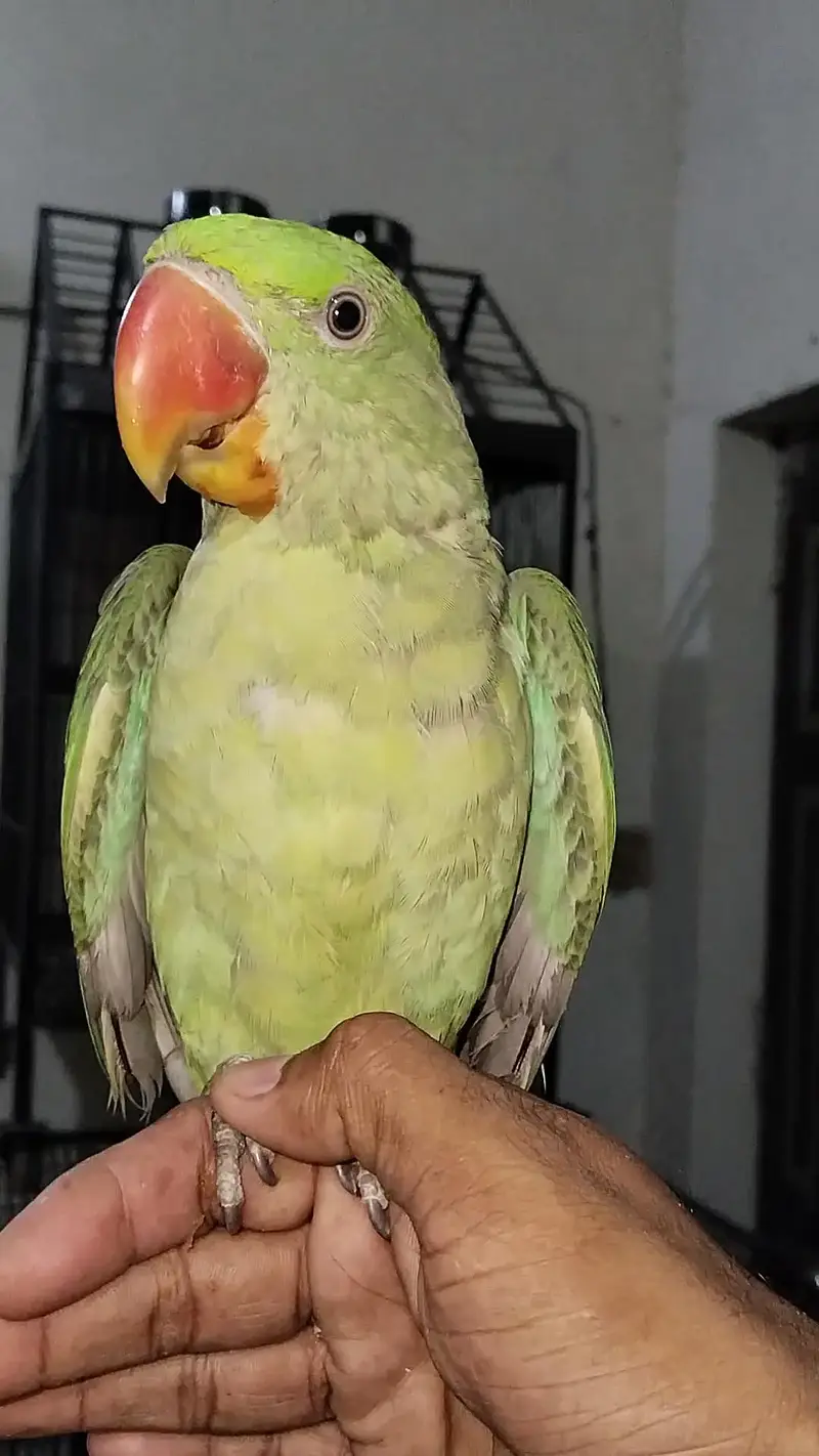 Raw hand tamed baby — photo 3