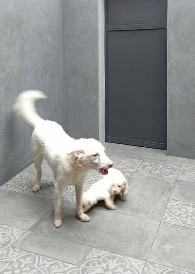 Russian female with puppy 03482801708