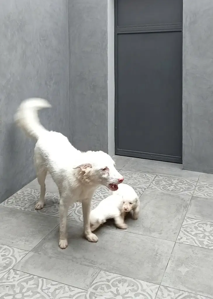 Russian female with puppy 03482801708