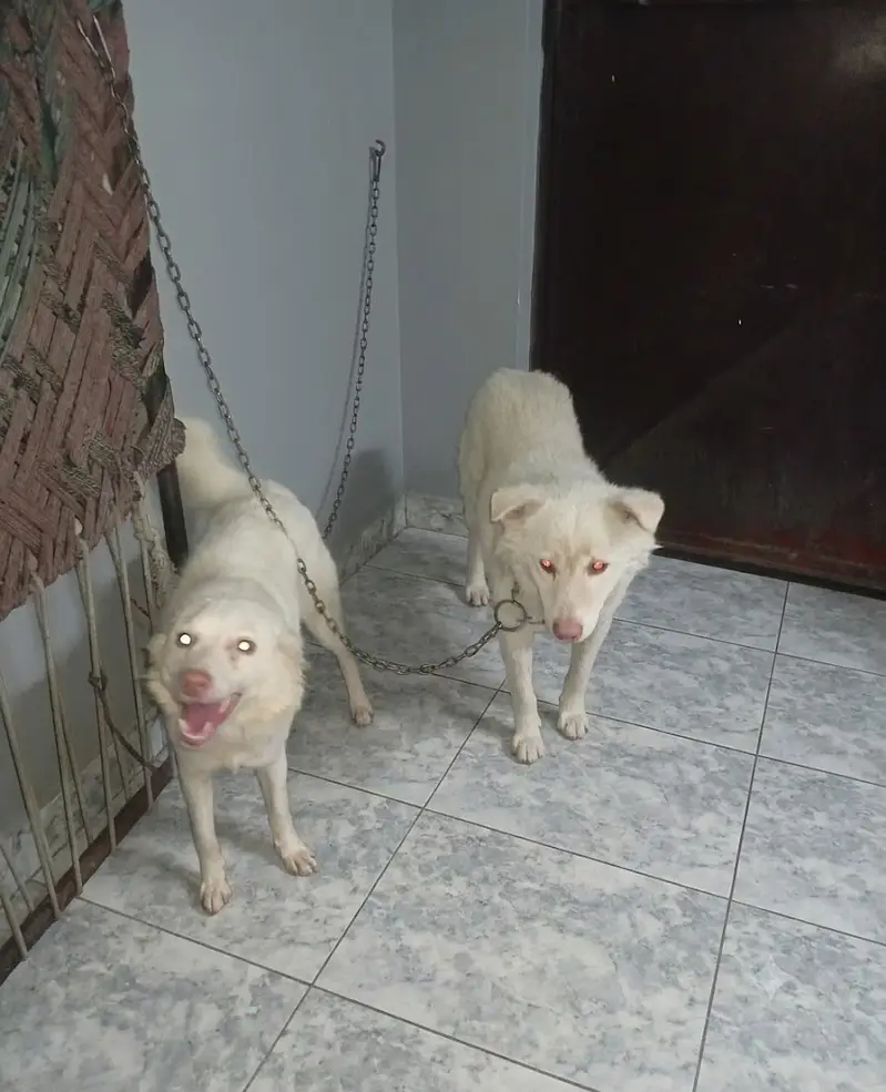 Russian female with puppy 03482801708 — photo 2