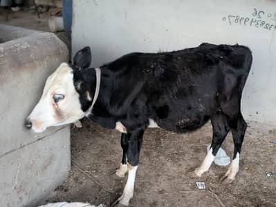 MASHALLAH ghena CODU zero size QURBANI 2027 PRINT WALA BACHRA