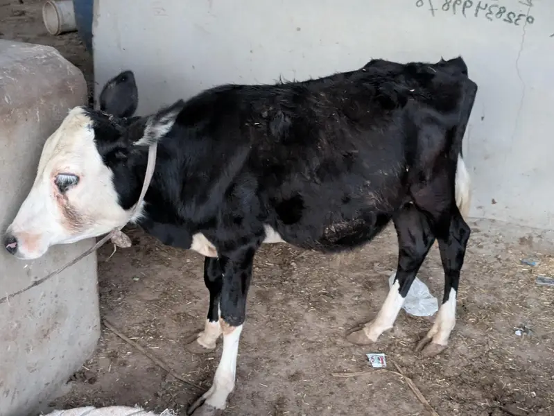 MASHALLAH ghena CODU zero size QURBANI 2027 PRINT WALA BACHRA — photo 2