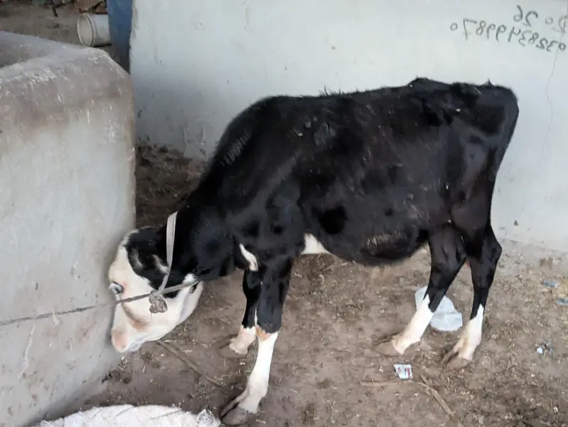 MASHALLAH ghena CODU zero size QURBANI 2027 PRINT WALA BACHRA — photo 3