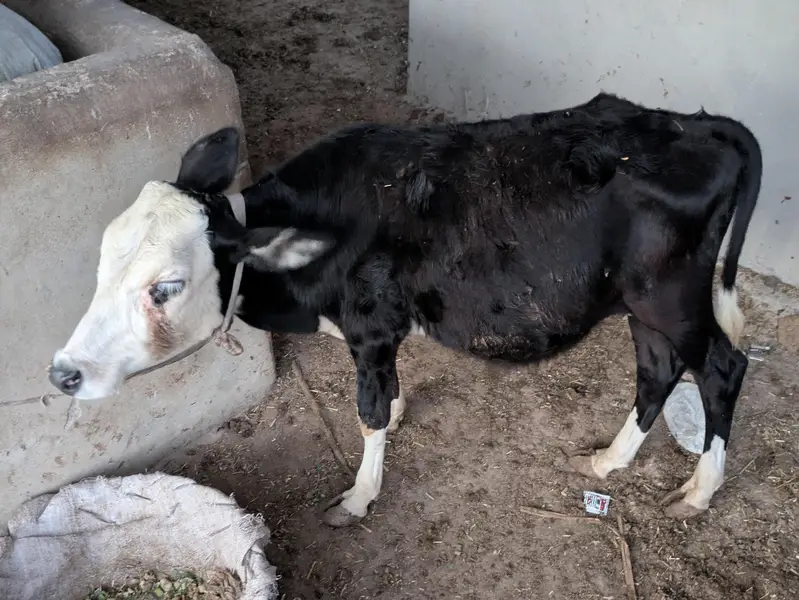 MASHALLAH ghena CODU zero size QURBANI 2027 PRINT WALA BACHRA — photo 4