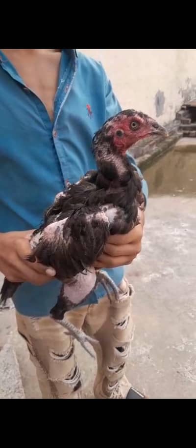 thai panus