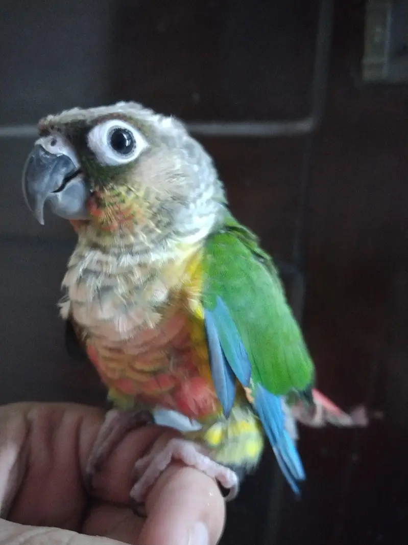 American dilute opline split sun cheek female conure parrot — photo 7