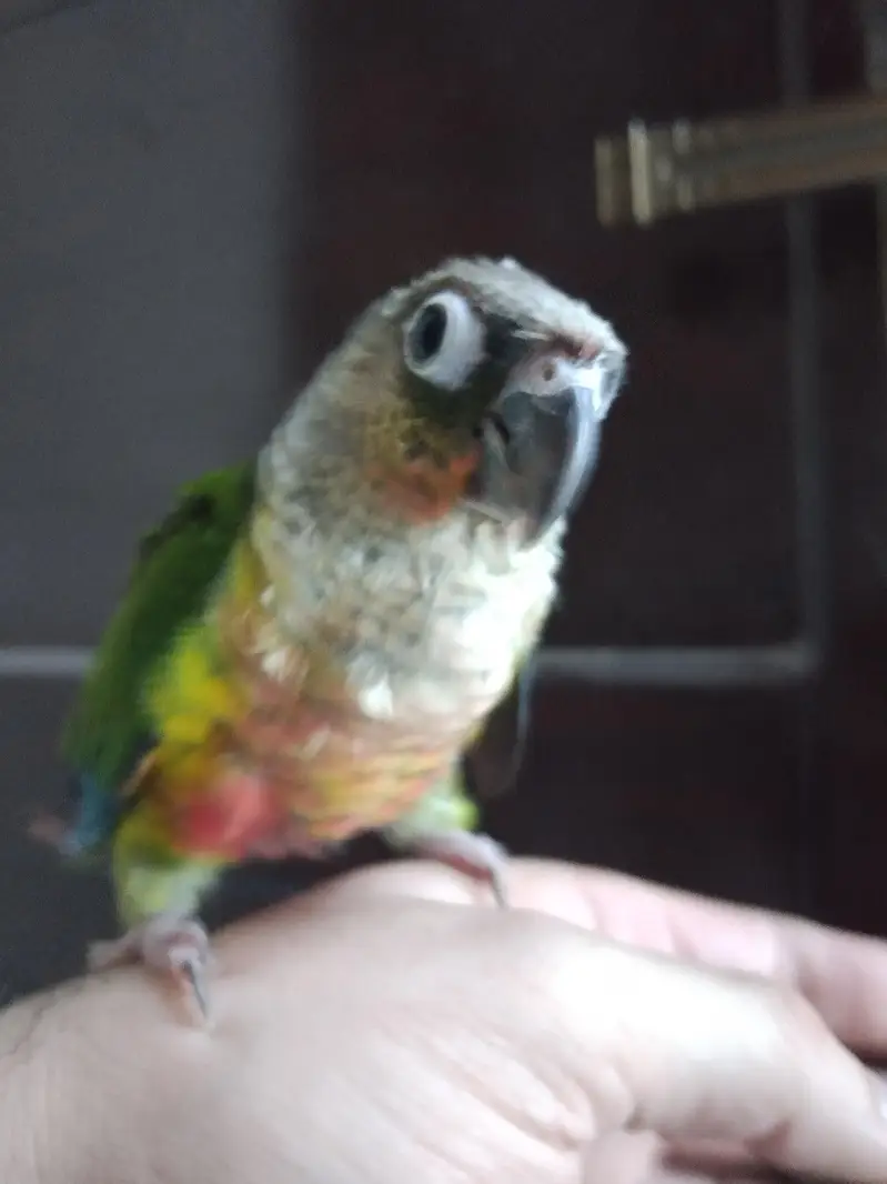 American dilute opline split sun cheek female conure parrot — photo 8