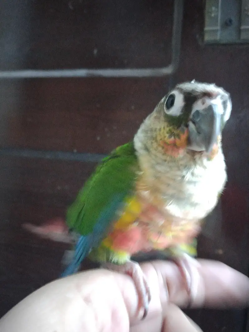 American dilute opline split sun cheek female conure parrot — photo 9