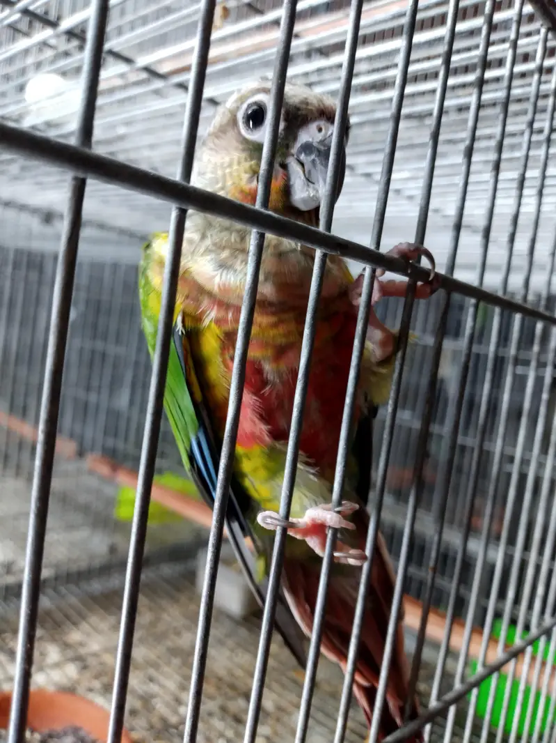 American dilute opline split sun cheek female conure parrot — photo 10