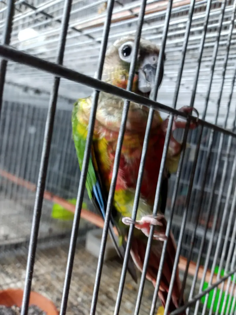 American dilute opline split sun cheek female conure parrot — photo 11