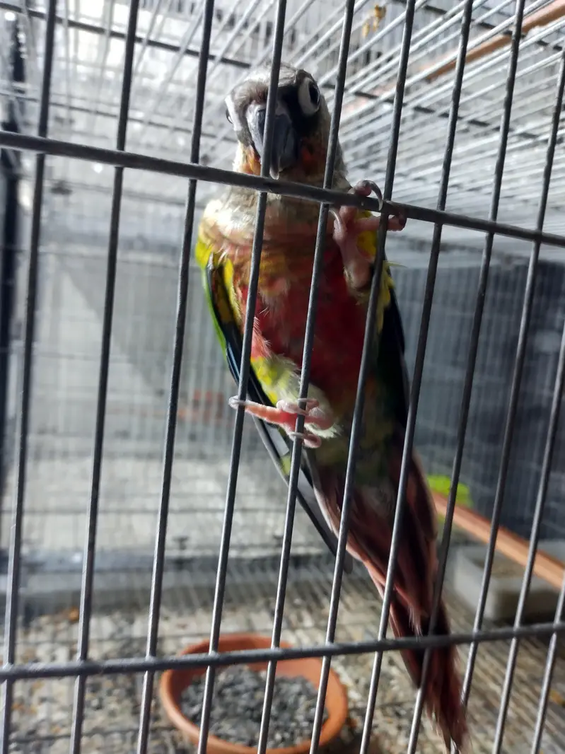American dilute opline split sun cheek female conure parrot — photo 12