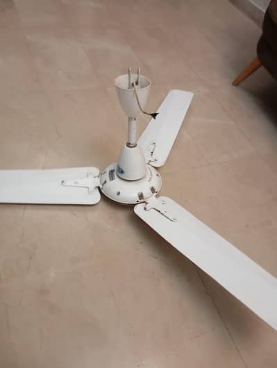 Royal Fan