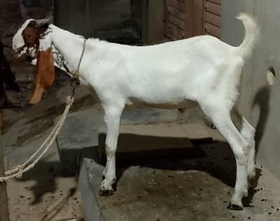 Bakra Available for sale
