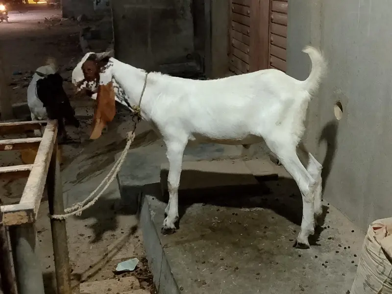 Bakra Available for sale — photo 2