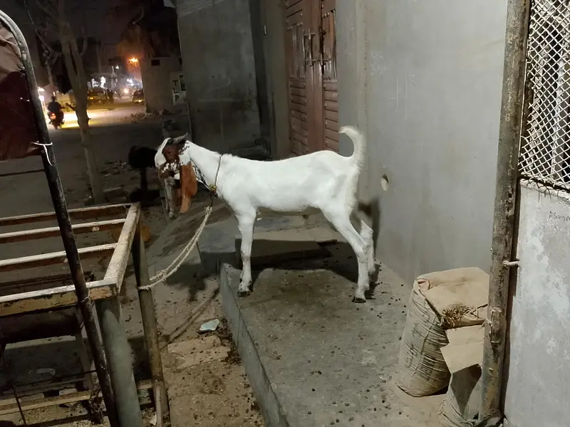 Bakra Available for sale — photo 3