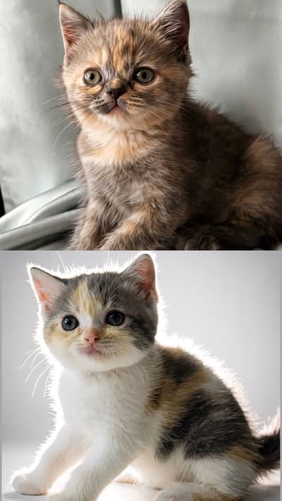 British Shorthair Kittens for sale