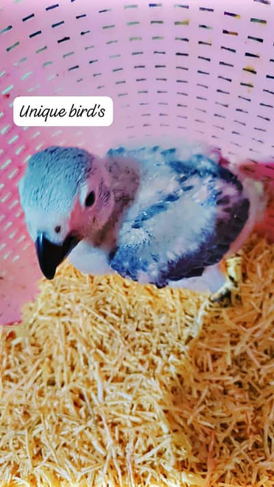 Gray chicks, cacatoo,Pahari & yellow pairs 03402282245