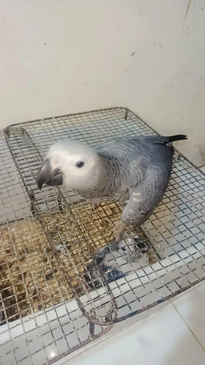 Gray chicks, cacatoo,Pahari & yellow pairs 03402282245 — photo 2