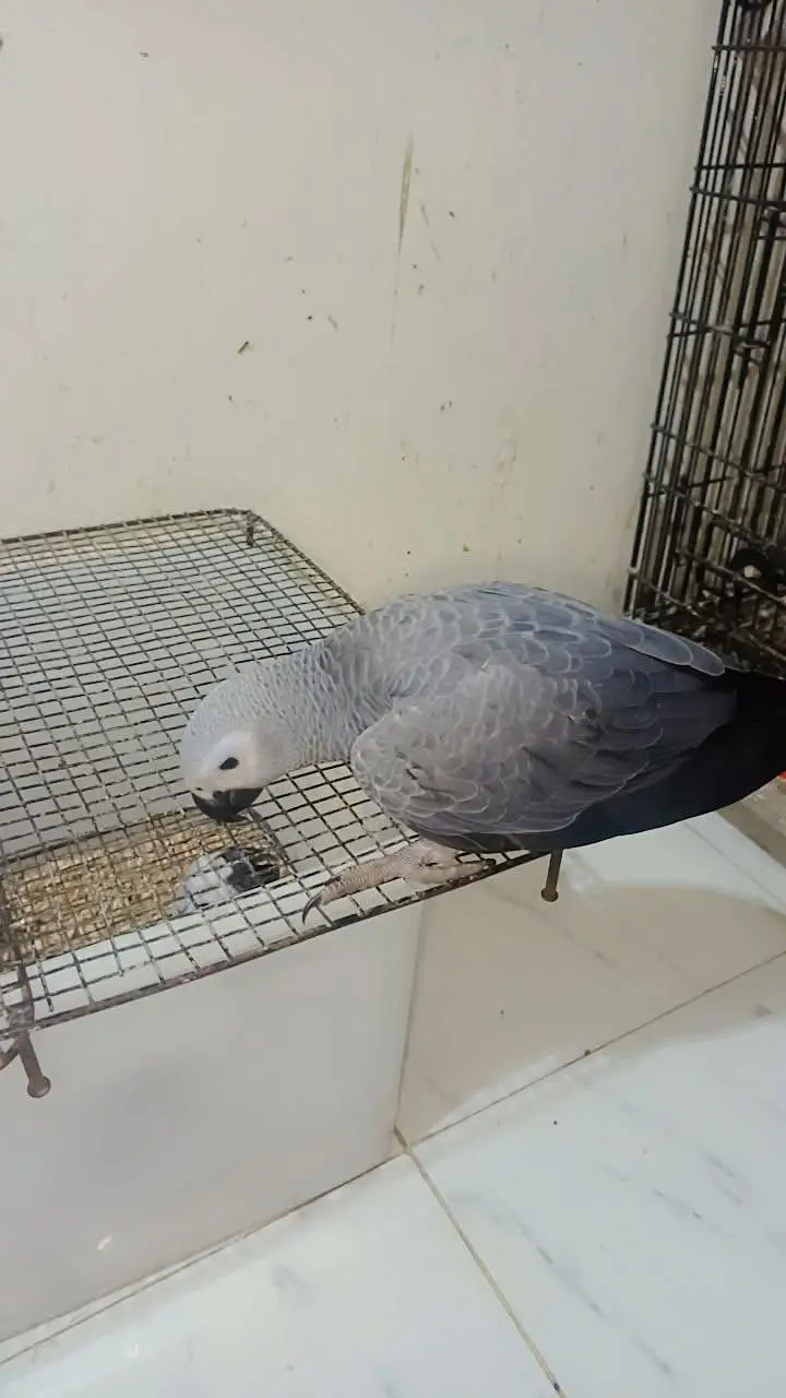 Gray chicks, cacatoo,Pahari & yellow pairs 03402282245 — photo 4