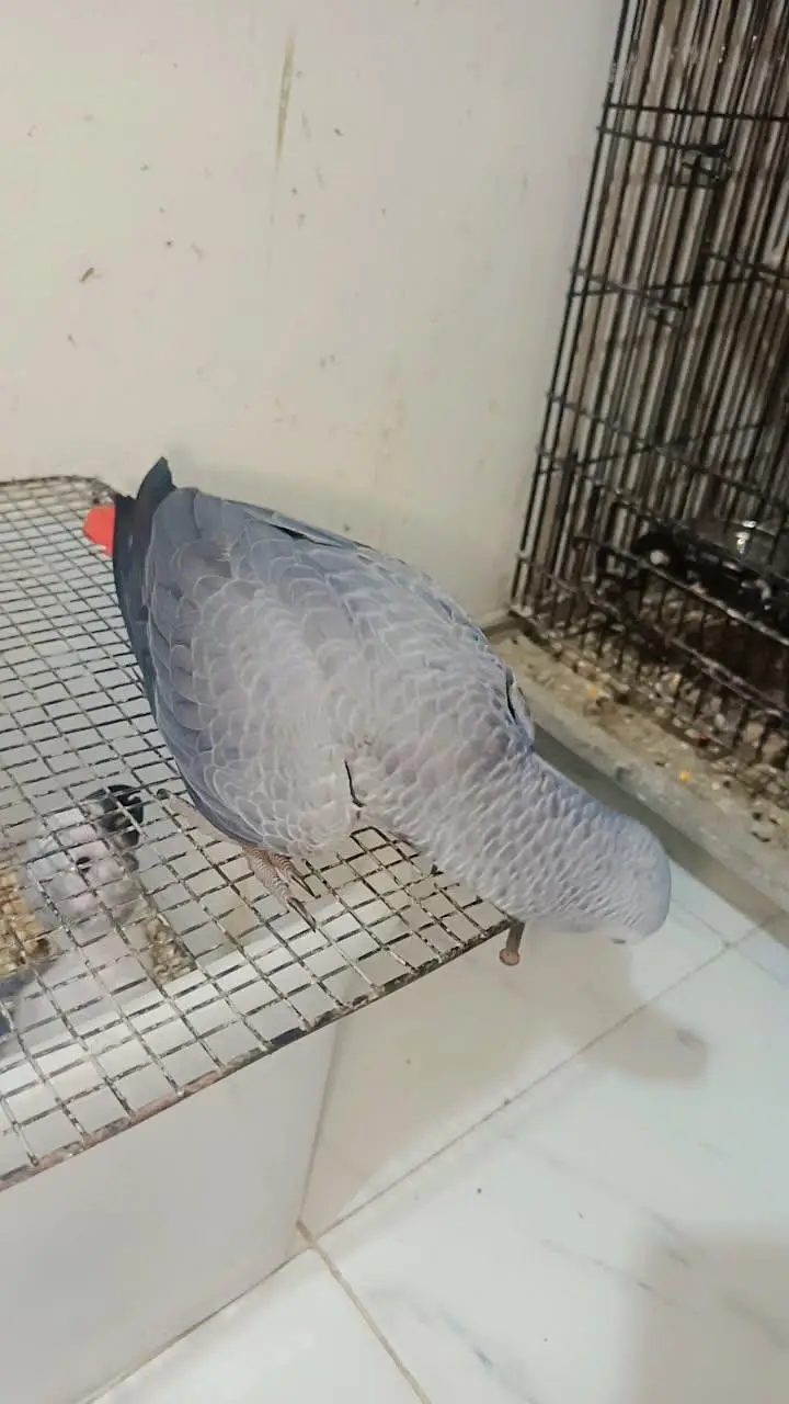 Gray chicks, cacatoo,Pahari & yellow pairs 03402282245 — photo 5