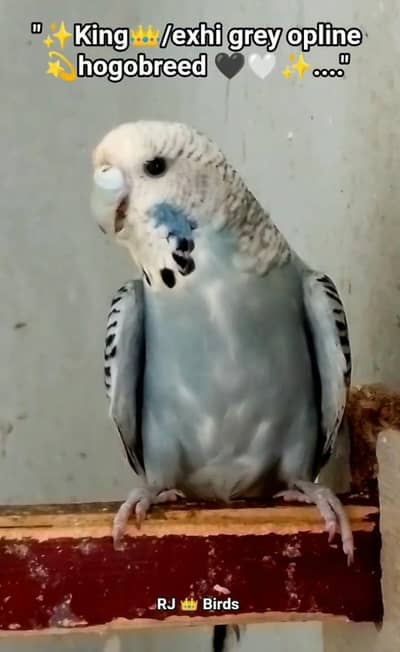 king/exhi breeder hogobreed female and Violet + turquoise  rainbow