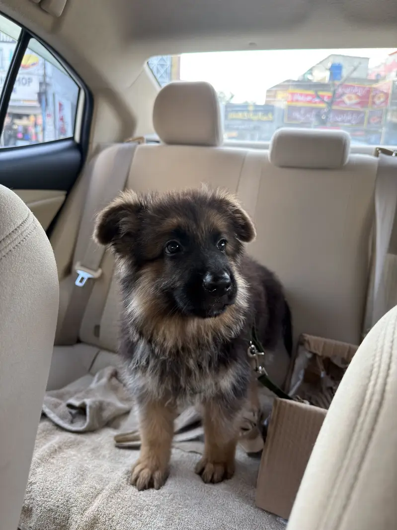 German Shepherd | Gsd Puppy | 3 months