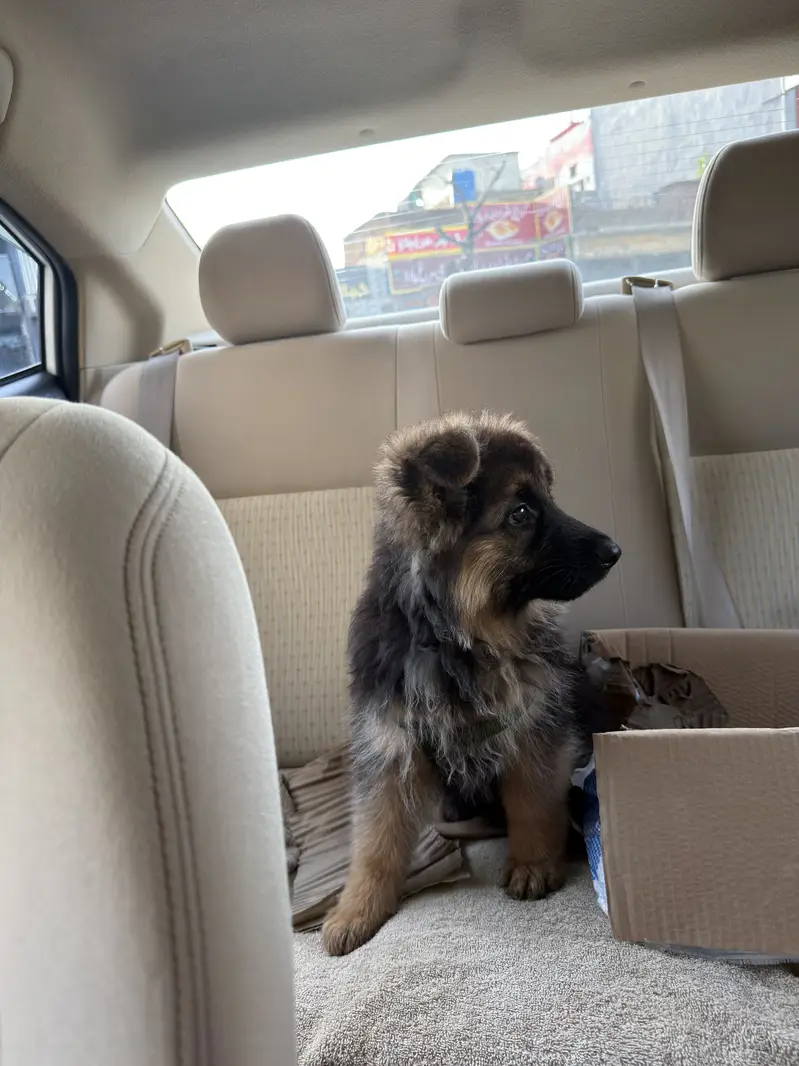 German Shepherd | Gsd Puppy | 3 months — photo 2