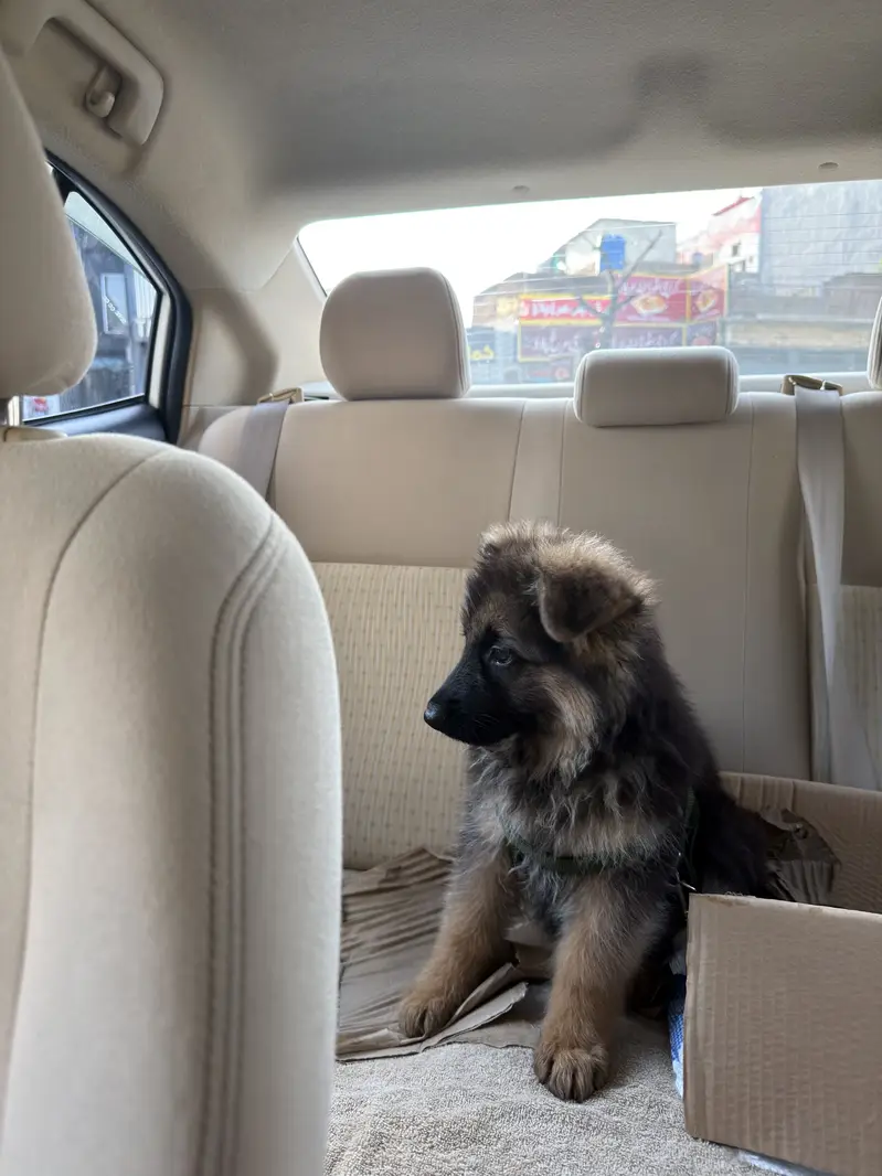 German Shepherd | Gsd Puppy | 3 months — photo 3
