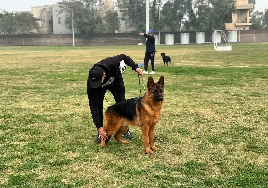 German Shepherd | Gsd Puppy | 3 months — photo 4