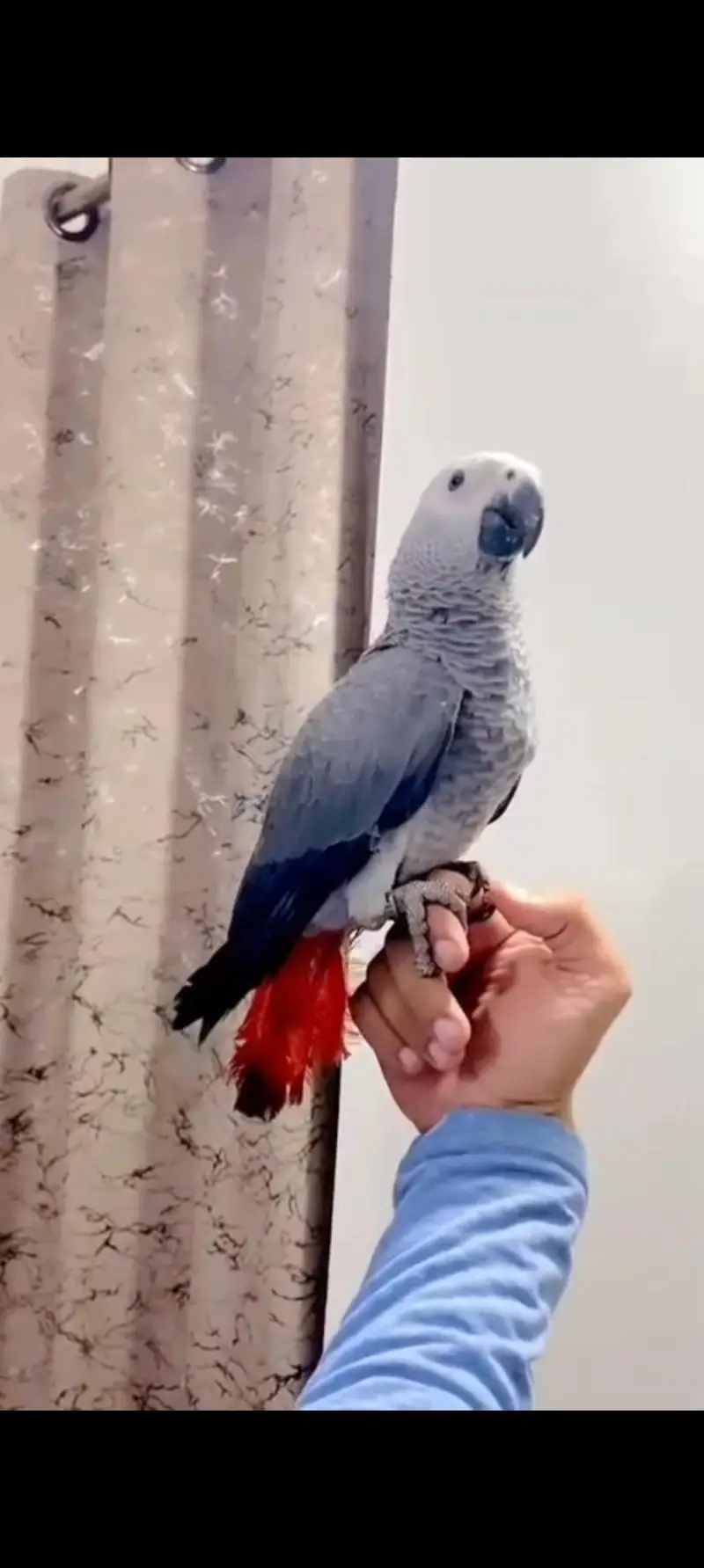 Gray self & chicks available, pahri and yellow pairs 03402282245