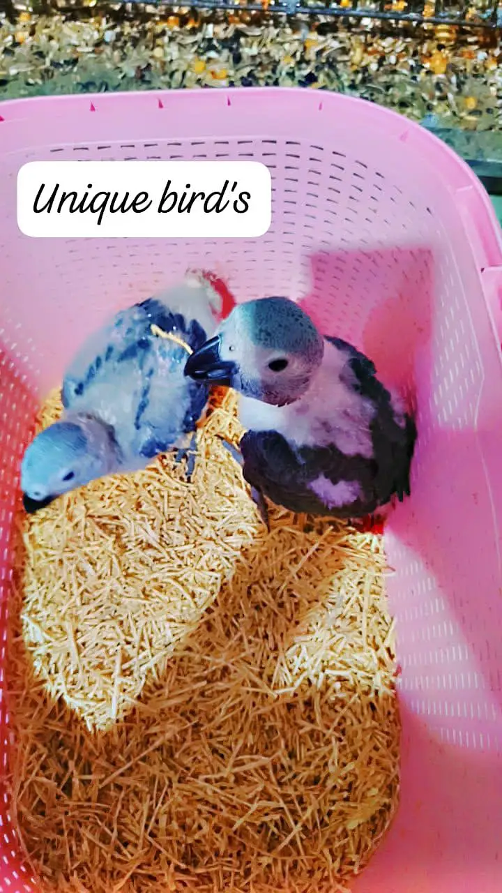 Gray self & chicks available, pahri and yellow pairs 03402282245 — photo 3