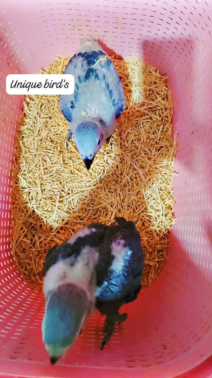 Gray self & chicks available, pahri and yellow pairs 03402282245 — photo 6