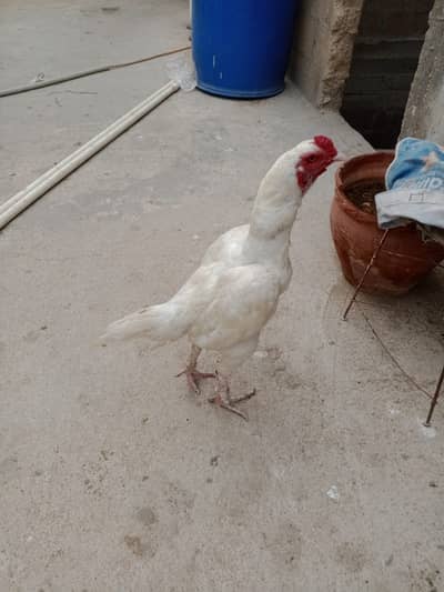 White pair Punjab breed