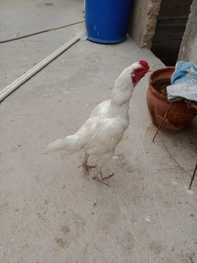 White pair Punjab breed