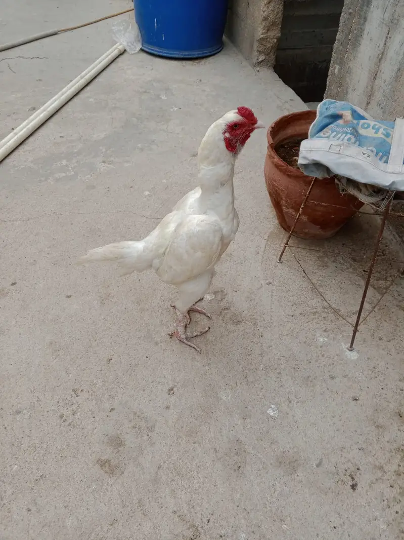 White pair Punjab breed — photo 2