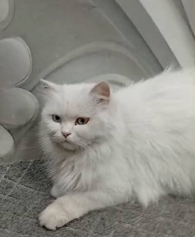 White persian  blue eyes male cat