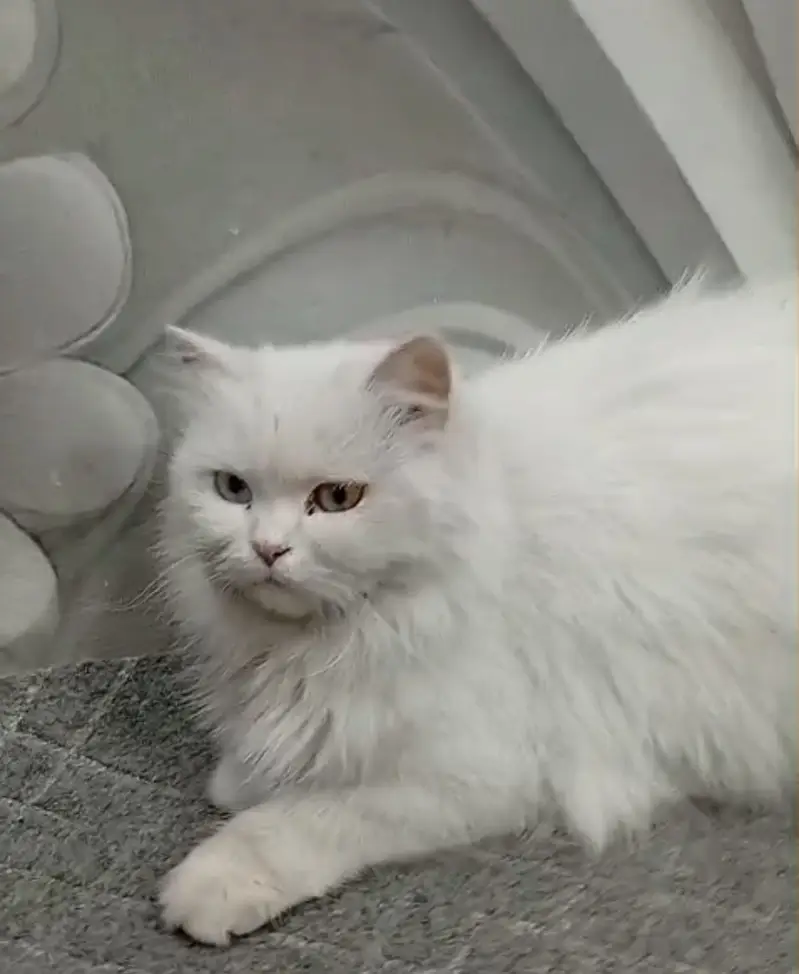 White persian  blue eyes male cat