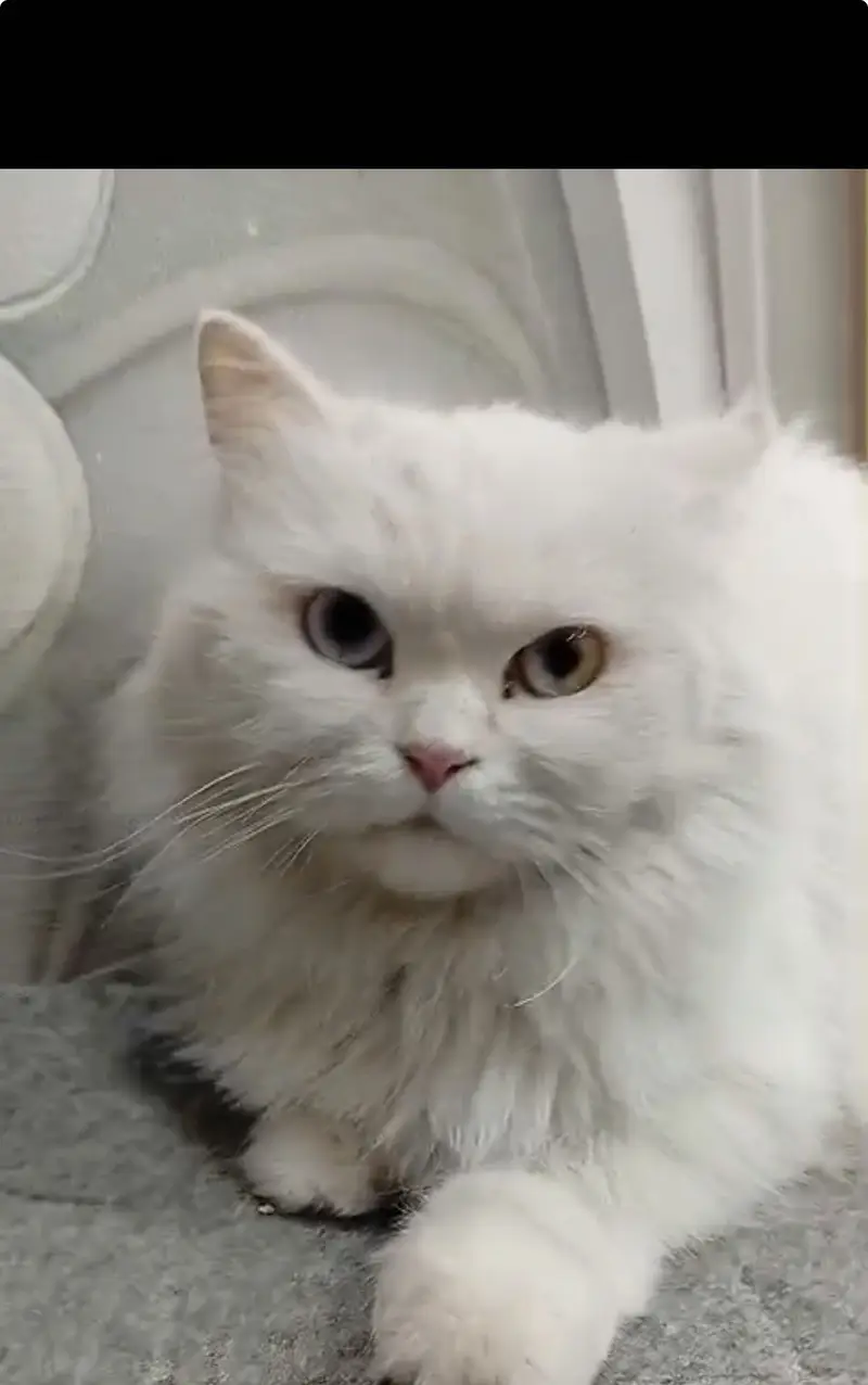 White persian  blue eyes male cat — photo 2