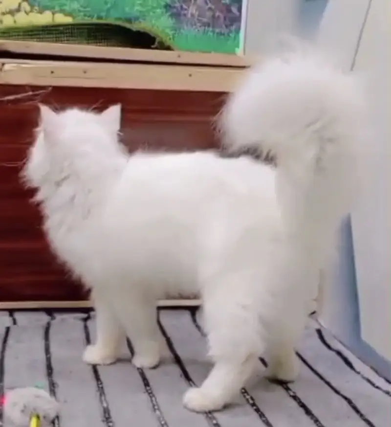 White persian  blue eyes male cat — photo 3