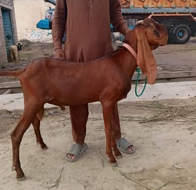 2 Nagra Bakray. 1 Black White Beetal Bakra Fresh 2 teeth