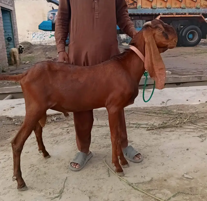 2 Nagra Bakray. 1 Black White Beetal Bakra Fresh 2 teeth