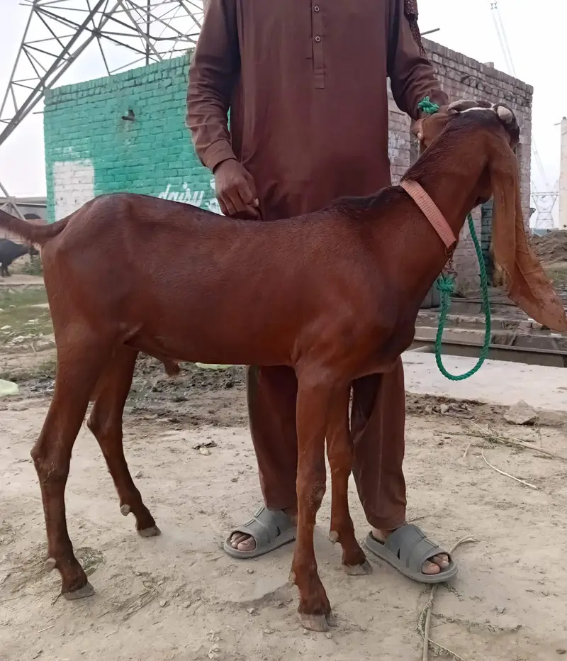 2 Nagra Bakray. 1 Black White Beetal Bakra Fresh 2 teeth — photo 2