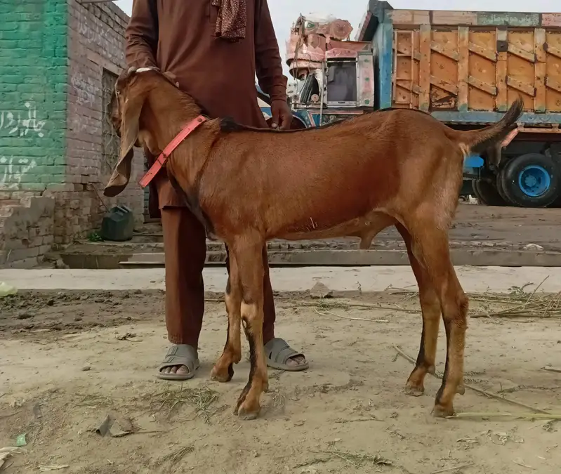 2 Nagra Bakray. 1 Black White Beetal Bakra Fresh 2 teeth — photo 3