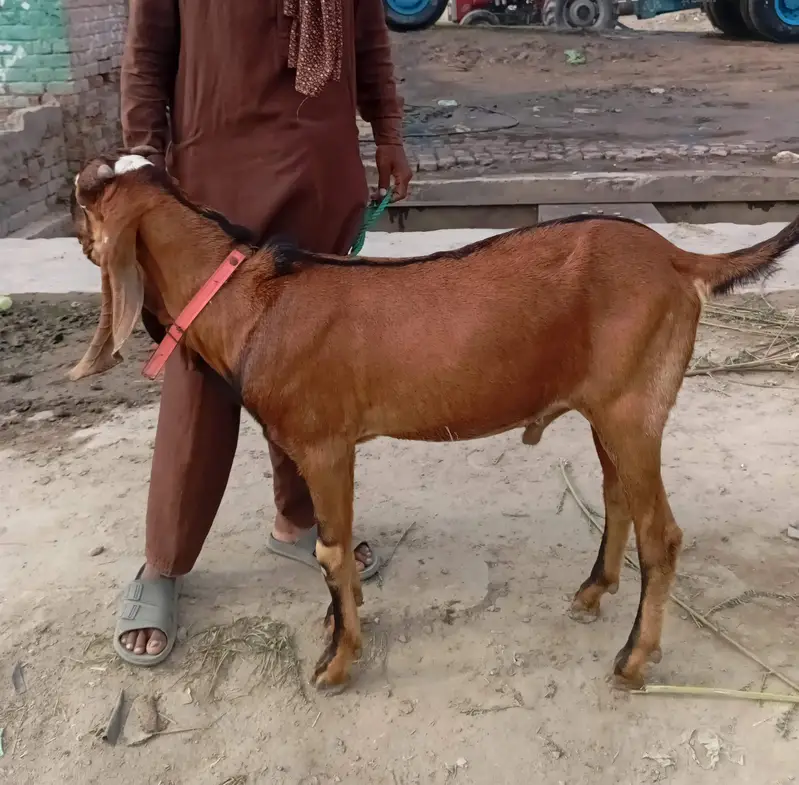 2 Nagra Bakray. 1 Black White Beetal Bakra Fresh 2 teeth — photo 4